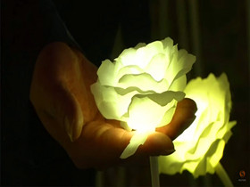 led roses